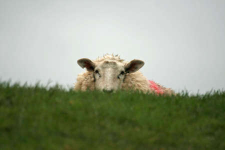 looking good sheepの写真素材
