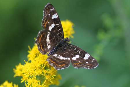 A closeup of a fragile-looking white butterfly resting on some flowersの写真素材