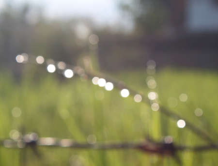 Bokeh background of foliage. Nature composition.の写真素材