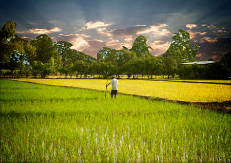 People working the rice fieldsの写真素材