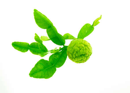 kaffir isolated on white background.の写真素材