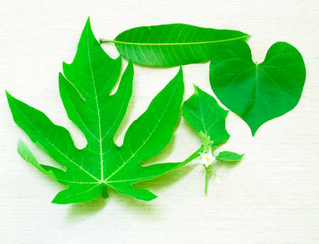 Papaya leaves, mango leaves, heart-shaped the leaves, leaves, eggplant isolated on white background.の写真素材