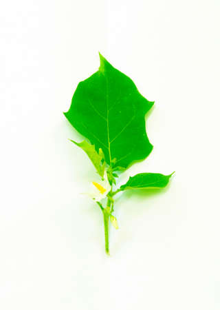 eggplant leavesの写真素材