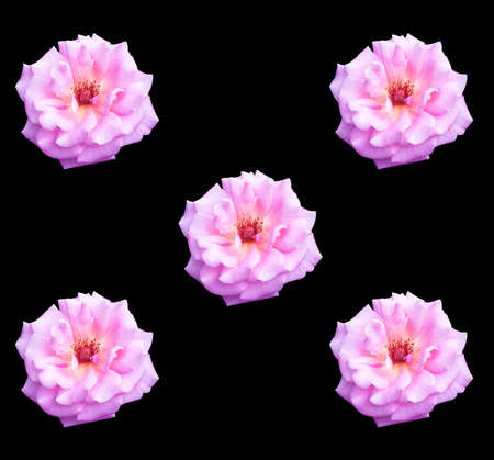 Rose isolated on a black background.の写真素材