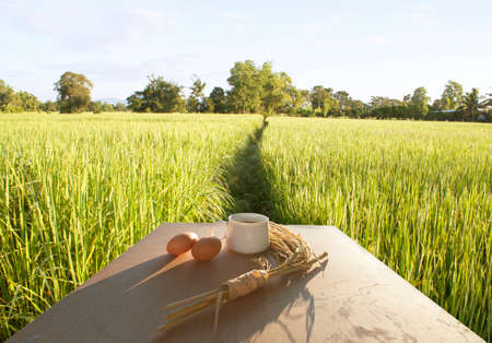 Morning coffee and grains aroma Atmosphere Prof.,Rice, boiled eggs,rice fieldsの写真素材