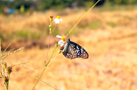 Butterflies and flowers background blurの写真素材