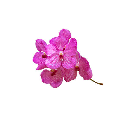 Wild orchids isolated on white background.の写真素材