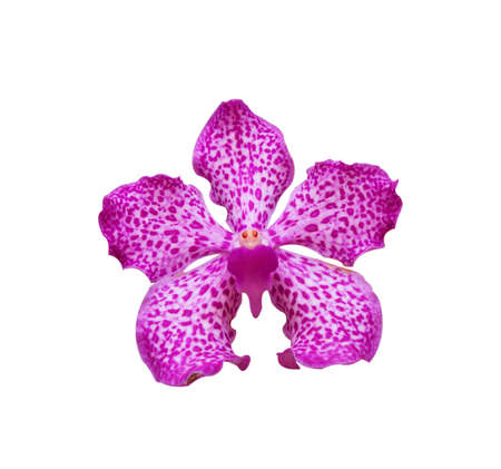 Wild orchids isolated on white background.の写真素材