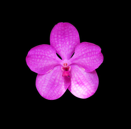 orchids isolated on a black background.の写真素材