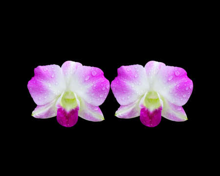Orchid flowers isolated on a black background with drops of water.の写真素材