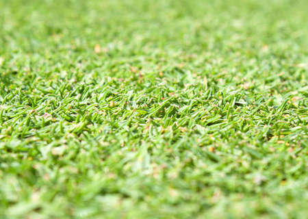 Beautiful green grass textureの写真素材