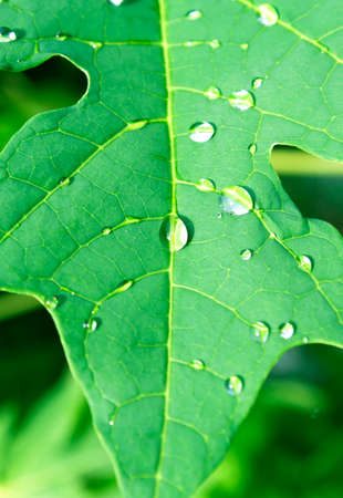 Water droplets on leavesの写真素材