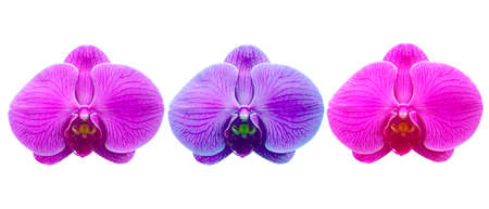 Orchidの写真素材