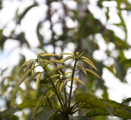 blurred leaves
