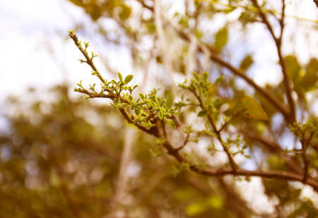 blur flowersの写真素材