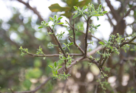 blur flowersの写真素材