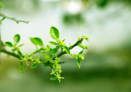 blur flowersの写真素材