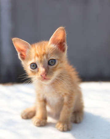 a catの写真素材