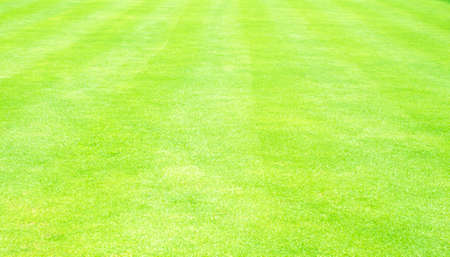 lawn