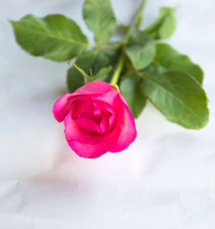 roseの写真素材