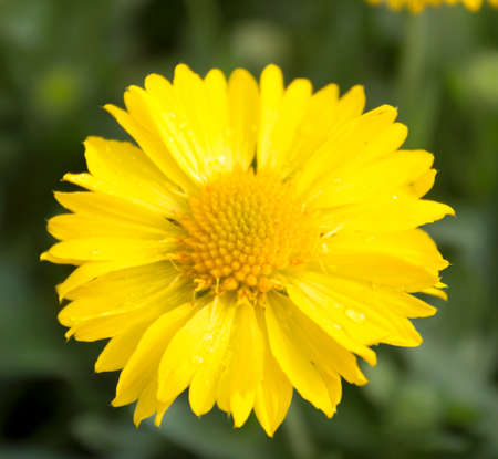 Flowers in the garden outdoorsの写真素材