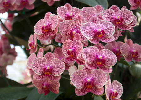 Orchidの写真素材