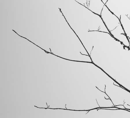 Trees dieの写真素材