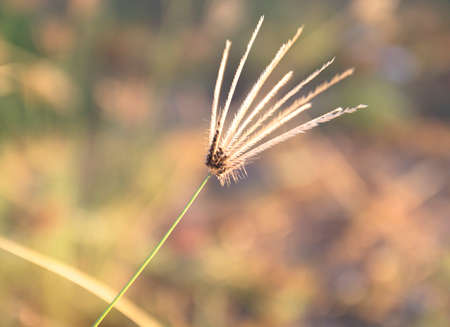 Dokyaの写真素材