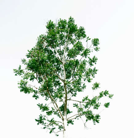 tree, Leavesの写真素材