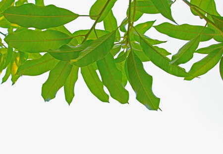 Green leafの写真素材