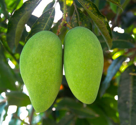 mangoの写真素材