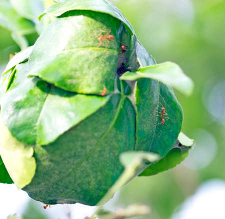 red antの写真素材