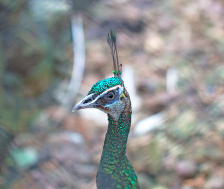 Beautiful, attractive peacock with elegance colours.の写真素材