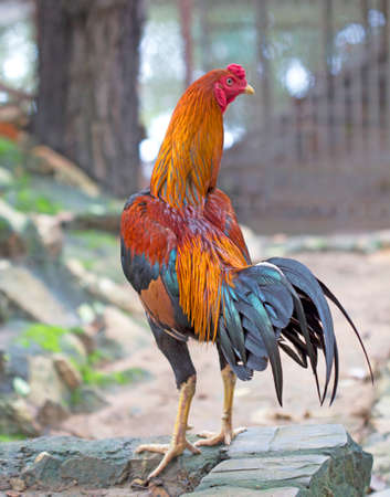 Jungle fowlの写真素材