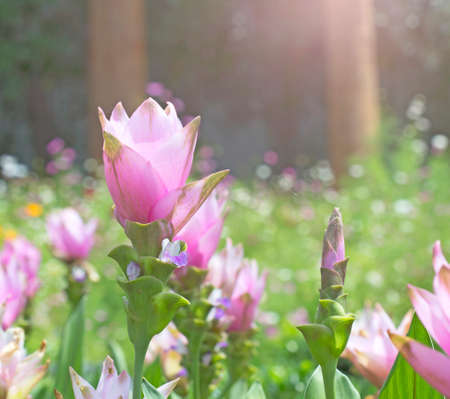 Beautiful blooming pink patumma flowers.の写真素材