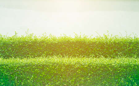 Tree on the wall, white cement wall.の写真素材