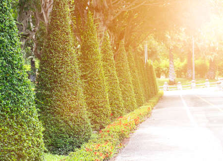 Pine treeの写真素材