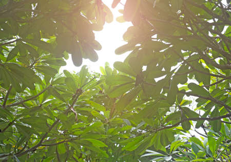 Leela Wadi leafの写真素材