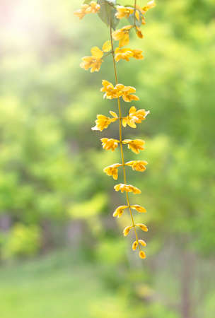 Yellow garland yellow flowersの写真素材