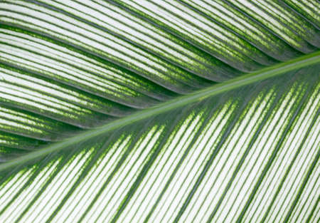 Green leaf pattern