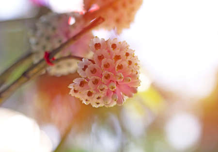 Beautiful natural orchid