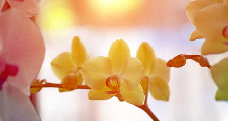 Beautiful natural orchidの写真素材