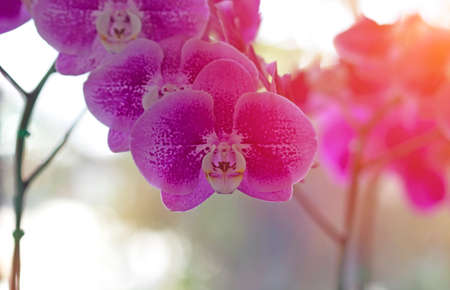 Beautiful natural orchidの写真素材