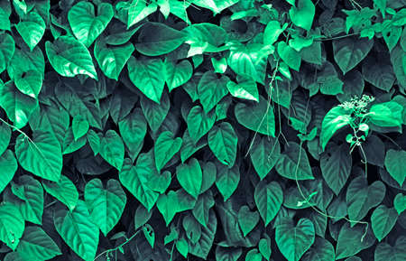 Green leafの写真素材