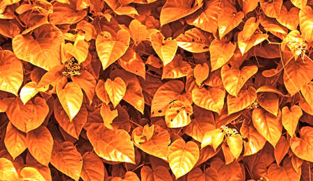 Yellow Leafの写真素材