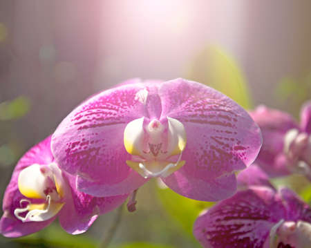 Orchid in outdoor gardenの写真素材