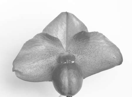 Orchid isolated on white background.の写真素材