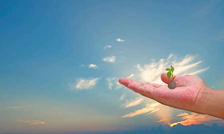 Tree in hand Sky backgroundの写真素材