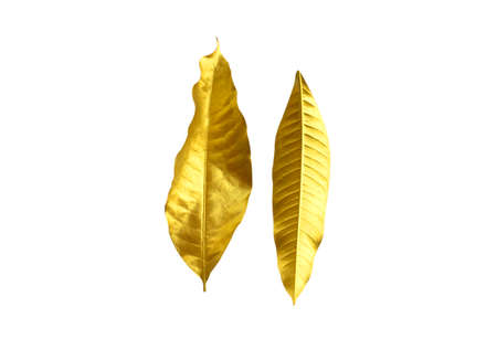 Mango leaves gold