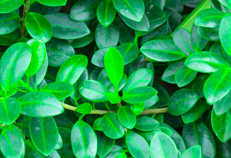 Green leaf background nature